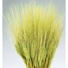 WHEAT Lt. Green 30"